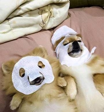 |搞笑图片幽默段子笑话:哈哈,狗狗很爱美啊,都在敷面膜了呢