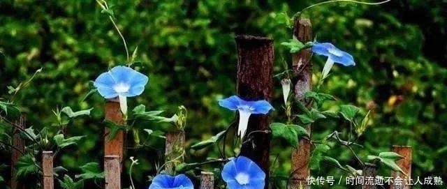 家有小院,一定要做个篱笆墙,美的世间少有!