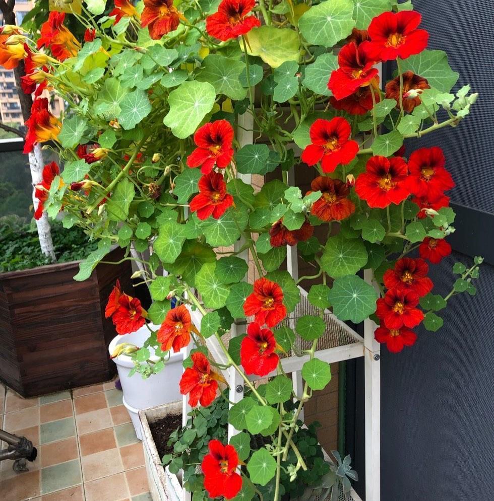 花儿|阳台养花可以养它,皮实好养很勤花,美丽一个秋天,花色也很绝