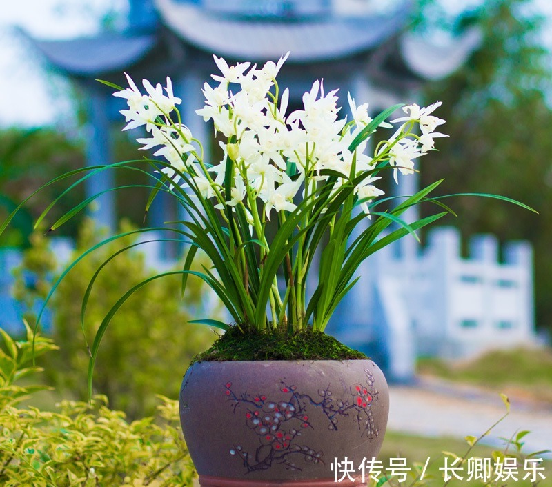 施肥|兰花施肥有讲究,跟老花匠学3招,花开爆盆