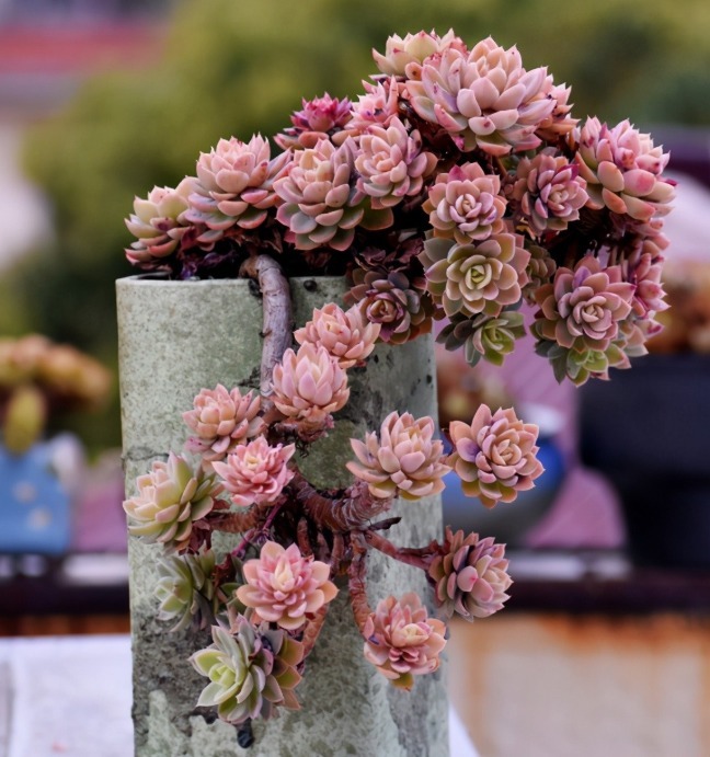 丝绸面纱可以这么美,颜色既鲜艳,又是悬挂老桩,能不羡慕吗?