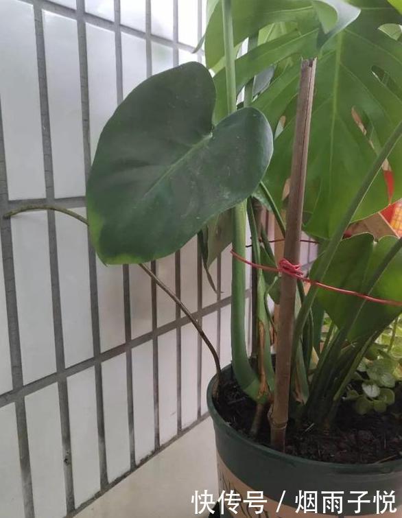 养了3年的龟背竹,冬天也给“浇点肥”,蹭蹭冒出4片新叶子