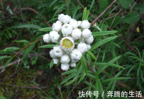 奇效|农村一种野草,过去用来点火,殊不知价值珍贵,治疗止咳有奇效