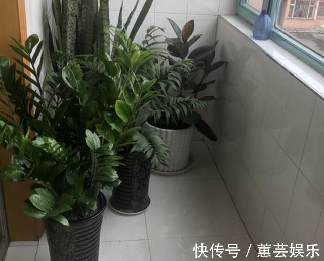 发财树、金钱树喜欢“2种渣”,夏天埋入“1把”,根系开始变壮!