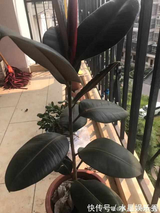 6种杀菌花，杀菌去异味，家里空气更干净！