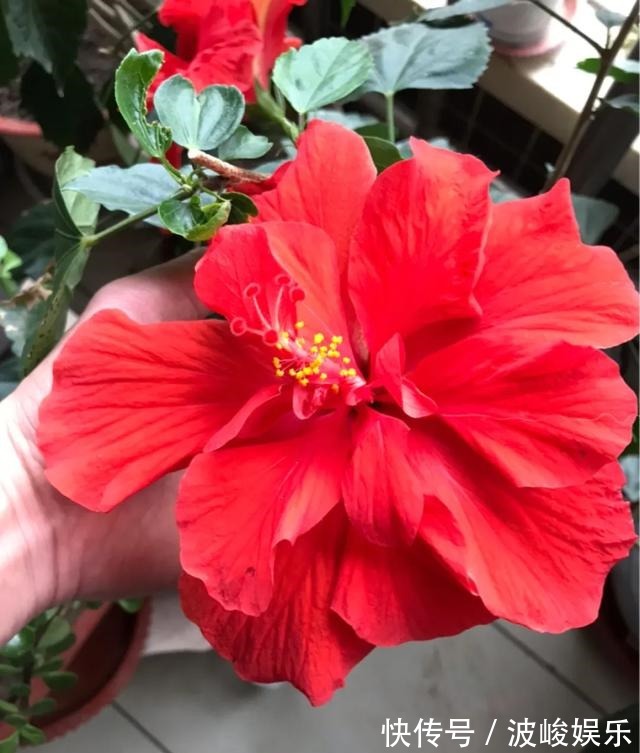 夏天|想要家里四季花开,这20种花,连续能开300天,完全不歇气