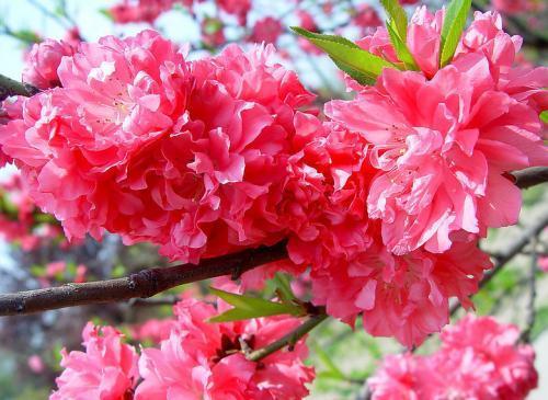 养杜鹃花,掌握几个要点,花大色艳,叶片翠绿,花开满枝头