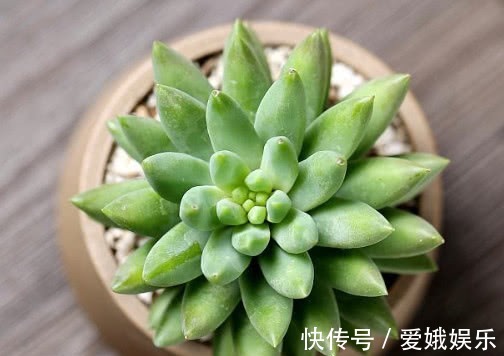 多肉千佛手叶片干瘪怎么办教你3个小妙招,养出最饱满的千佛手