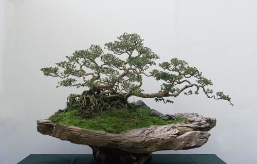 盆景造型优劣，首看根盘，这3个操作的经验，让你创作出优质根盘