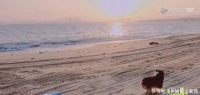 奇艺剧本杀|王俊凯和小狗比赛,奔跑途中处处揶揄小狗,网友都看不下去了