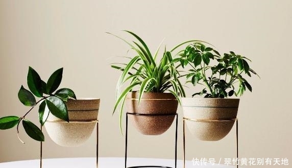 冬日室内养花,存在这些“忌讳”,你时刻牢记心间了吗?