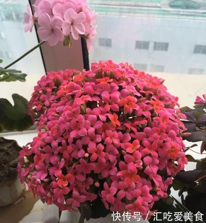 长寿花“装菜”不开花?打开3个“小开关”,满满大花苞,开仨月