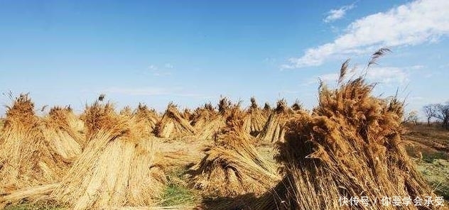 正月|俗语“正月雷,黄土堆”,是何意?古人的经验之谈