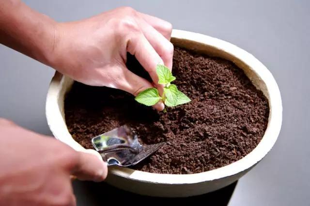 黄豆一处理,秒变万能肥,比淘米水还好用!