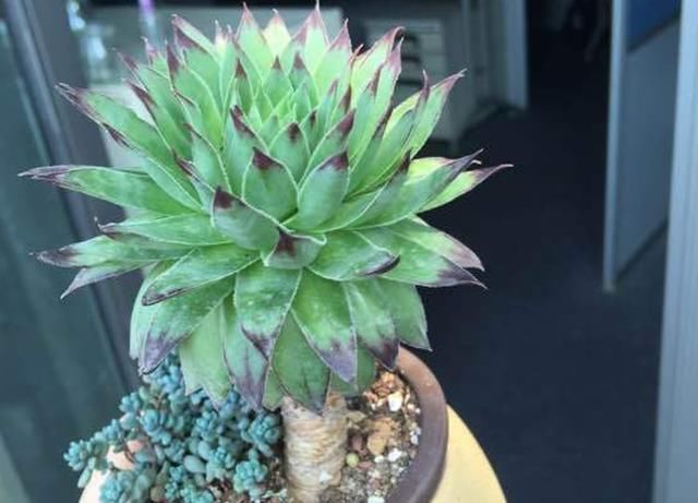 6种便宜花，用心养一年，麻雀变凤凰，越养越精贵