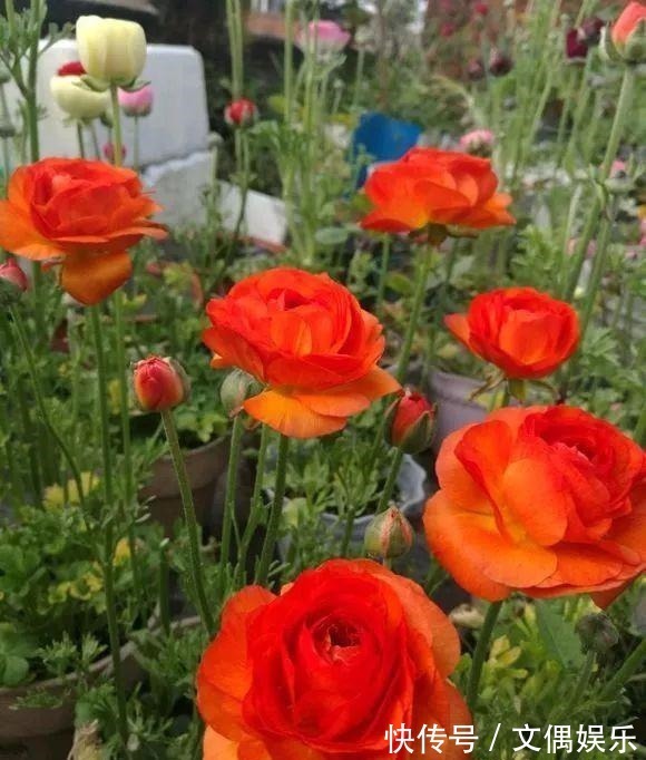 被称为“夏必死”的8种花,我却喜欢买一些,因为能“省”不少钱