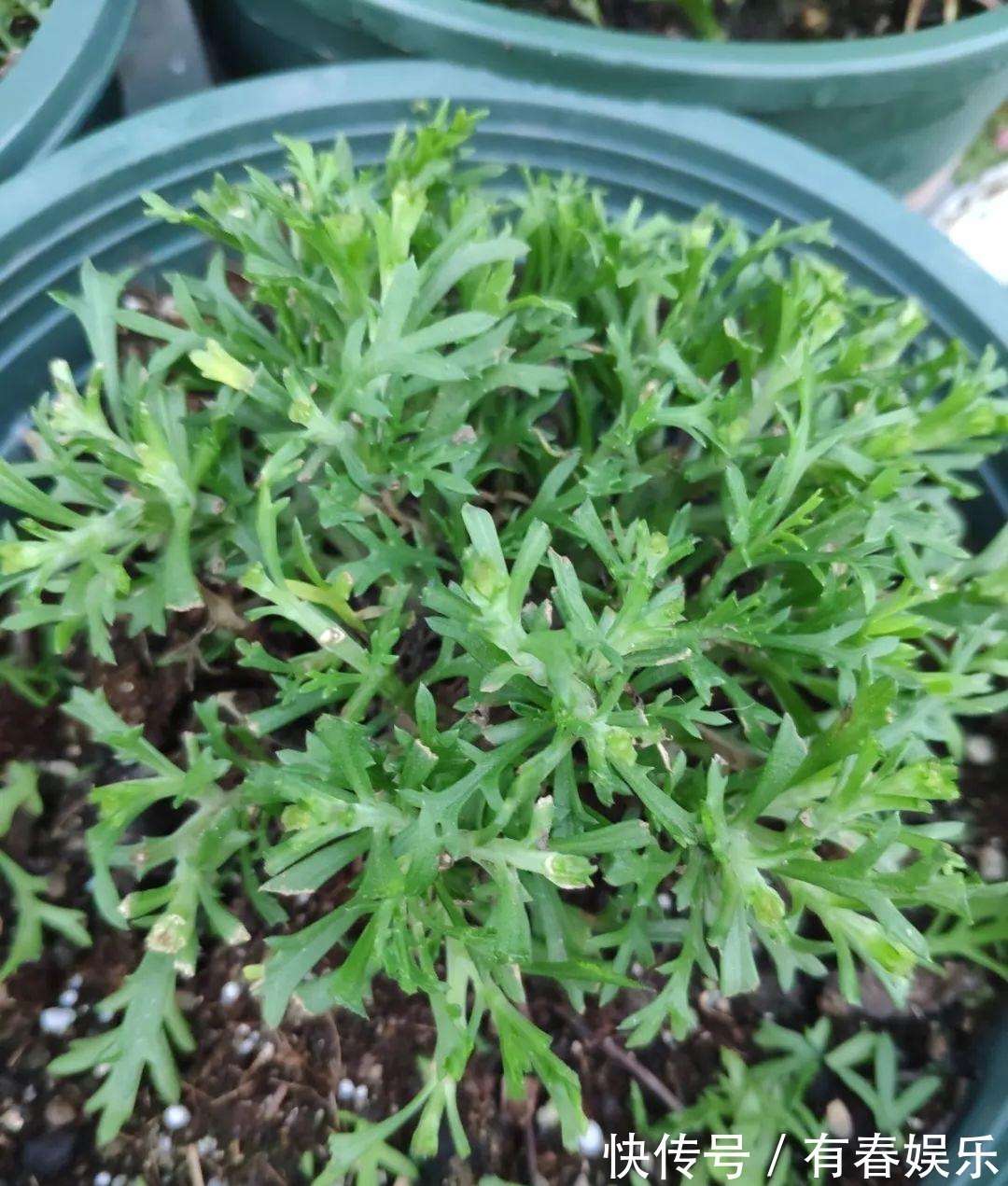 玛格丽特|现在养花要重剪,剃光头,撸光叶,越狠越爆盆