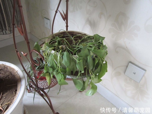 焕发|蔫掉的盆栽不要扔，一个小方法，焕发生机狂发芽