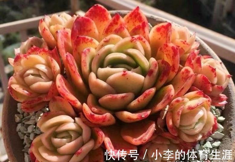 没养玉杯东云的肉友,这种兼具两系特点的多肉,你是怎么错过的?