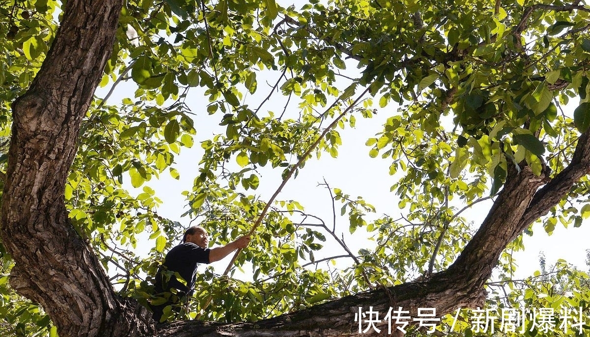 郑玉玲|白露诗词：人间最美是白露，祝君岁岁长安康