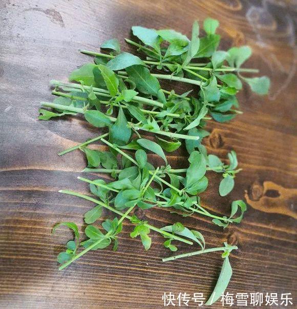 蓝雪花|九月中旬,1种花“长势猛”,剪一茬、开一茬,满枝都是花苞