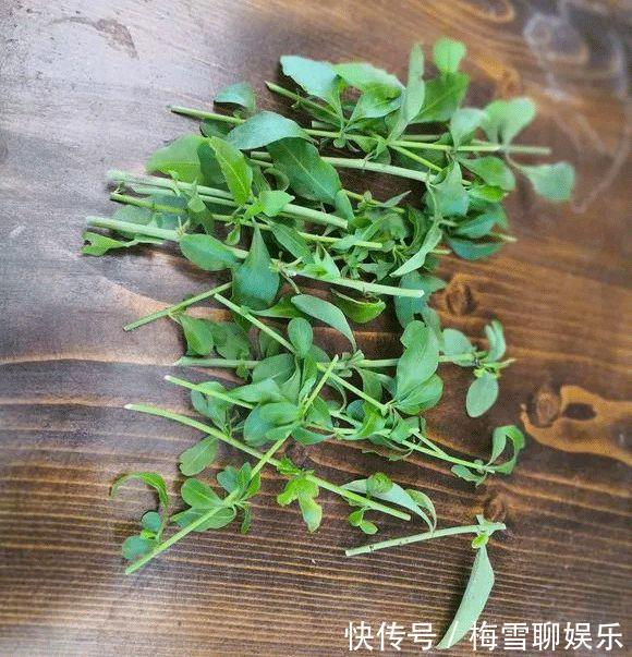 蓝雪花|九月中旬，1种花“长势猛”，剪一茬、开一茬，满枝都是花苞