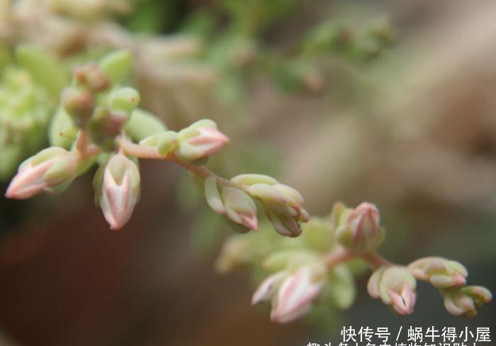 沙漠中绽放的花朵，耐旱花又美的沙漠玫瑰，号称“多肉花仙”