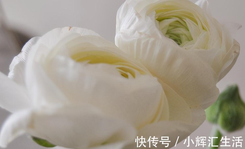 洋牡丹，一款简单又耐看的花材，不是牡丹胜似牡丹