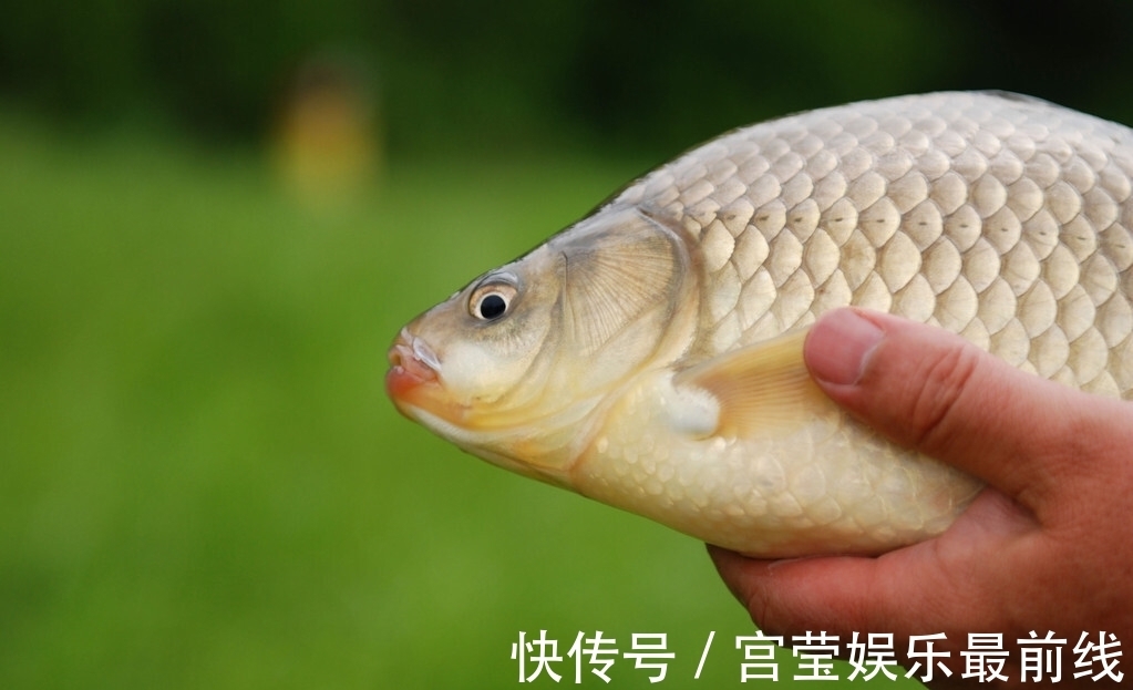 冬季钓鱼不用早起?老大爷起得比夏天还早,大板鲫用桶装!