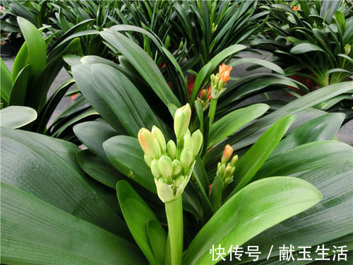 光照|12月养君子兰，就怕做错“5件事”，黄叶、烂根多，而且难开花