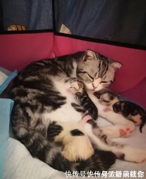 进化|为何动物的生产那么轻松,而人类分娩却疼得撕心裂肺?