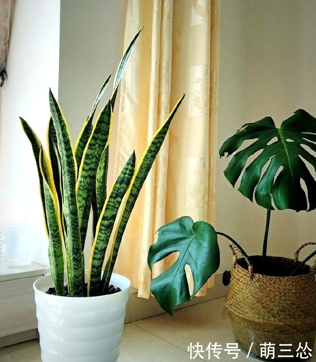 虎皮兰长的慢,只要浇水加点它,叶片肥厚绿油油,蹭蹭疯长2米高