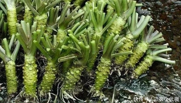 植物|农村这种植物，味道难闻遭嫌弃，如今180元一斤，多吃能防蛀牙