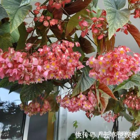 5款吊起来养的开花植物，简直美爆啦！以及它的保养方法