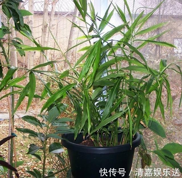 漂亮|厨房吃不完的5种菜,种“花盆里”,变盆景开花美,能吃好几茬