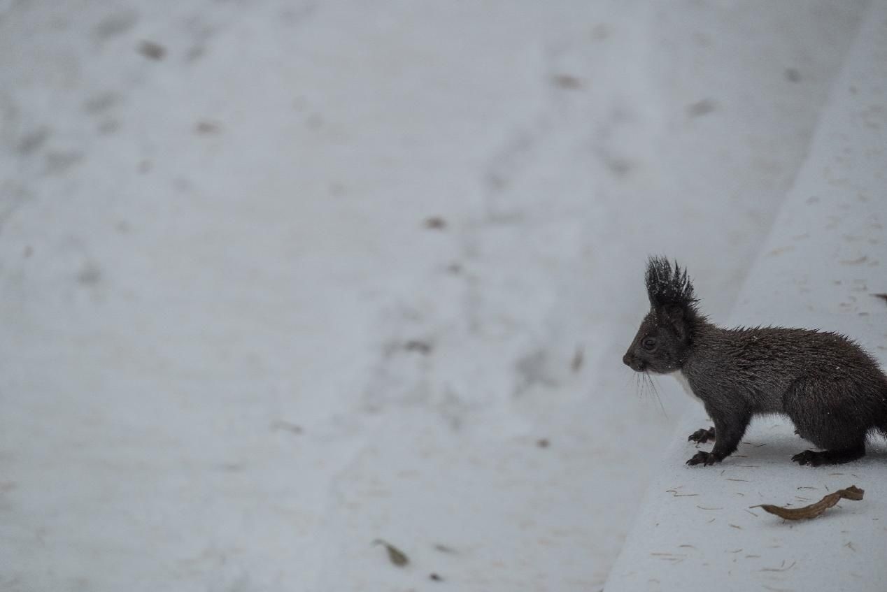 哈医大|【雪落象牙塔】哈医大：凭栏观雪 赏玉树银花