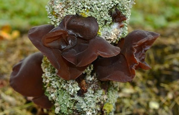 饮食习惯|女生来例假时,“四物”敞开吃,暖宫排污血,子宫越来越干净