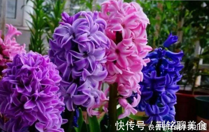 花海|夏天就养4种花，好养易活，开花多，开花200天，家里开成花海！