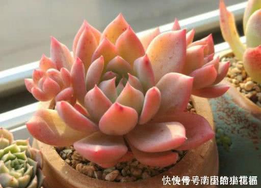 植株|多肉容易摊大饼？教你几个小技巧，重新缀化，憋成群生肉墩子！
