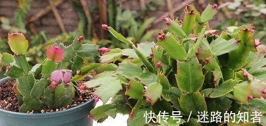 烂根|记住这点,让你的蟹爪兰永不烂根