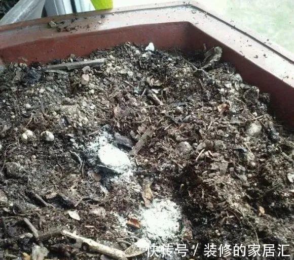 6种花别养老桩,越老越不开花,赶紧扦插备份