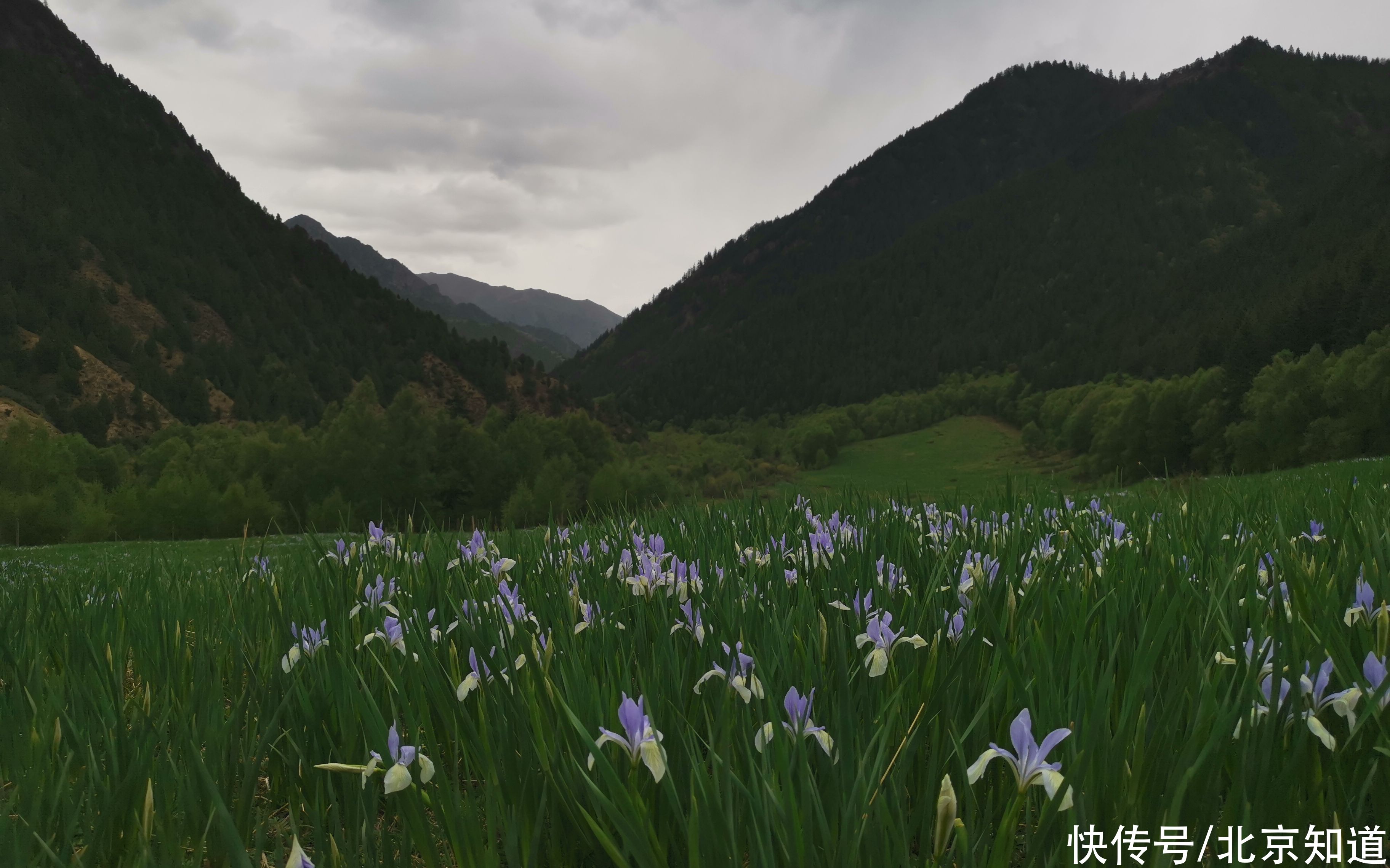 青海|祁连山频现雪豹、豹猫身影，青海牧民将搬出国家公园核心区