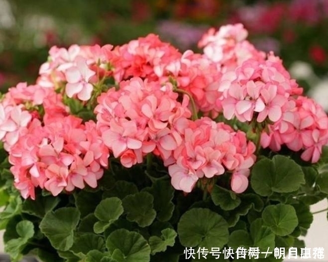 3种花好养易爆盆,花量超大,而且沾土就能活,太好养了