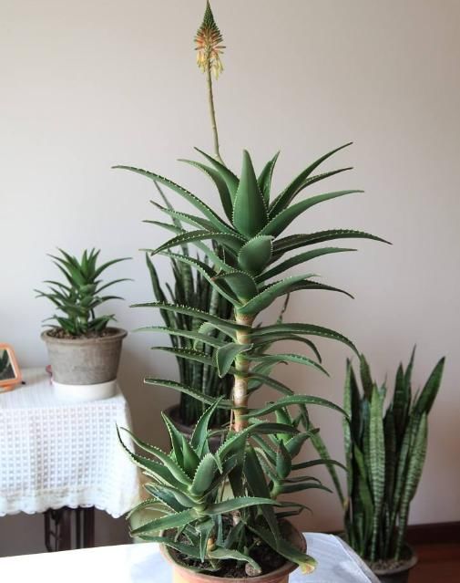 卧室养花很讲究，要养就养“2种”花，简单易养、还有助于睡眠