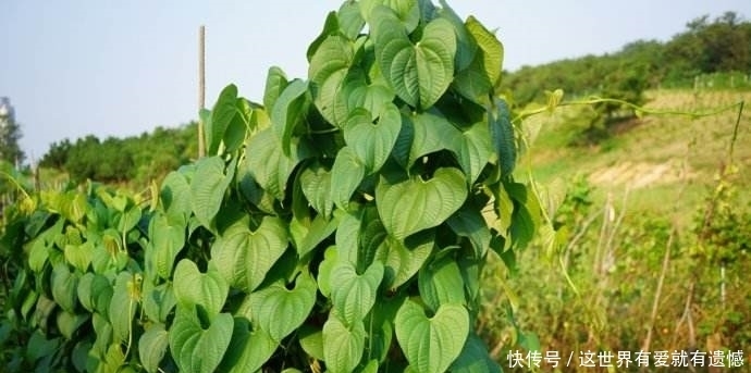 随处可见|此物农村玉米地里随处可见,有网友出价3千元,看啥情况?