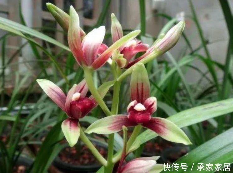 家里就养4种花,开花量很大,放在阳台,让人移不开眼