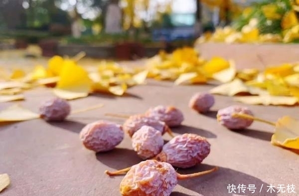 喜讯!百变落叶大赏,小川川又获奖啦!!