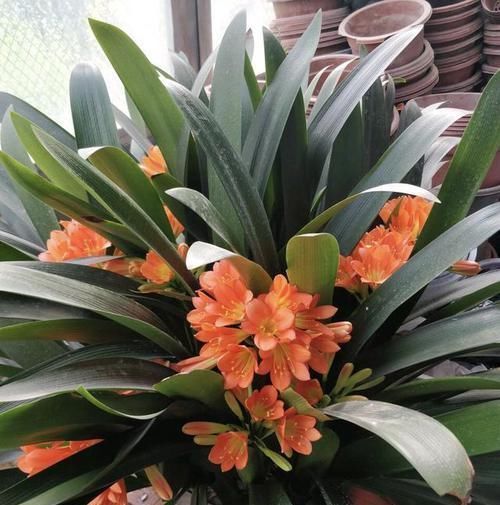 小苗|天暖以后,适合繁殖君子兰,学会3招,90天变成君子兰大户