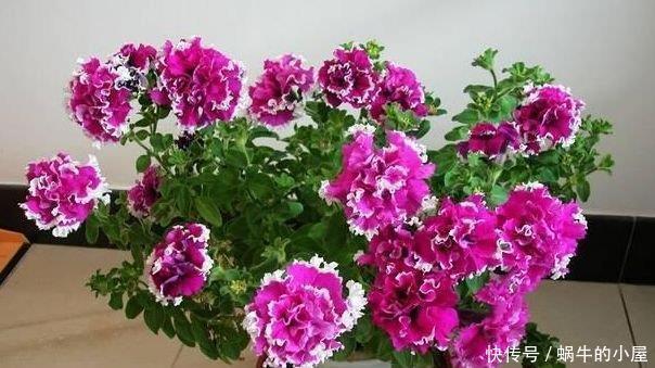 漂亮|最火爆的4种花,一开就是200天,满树都是花朵,漂亮极了