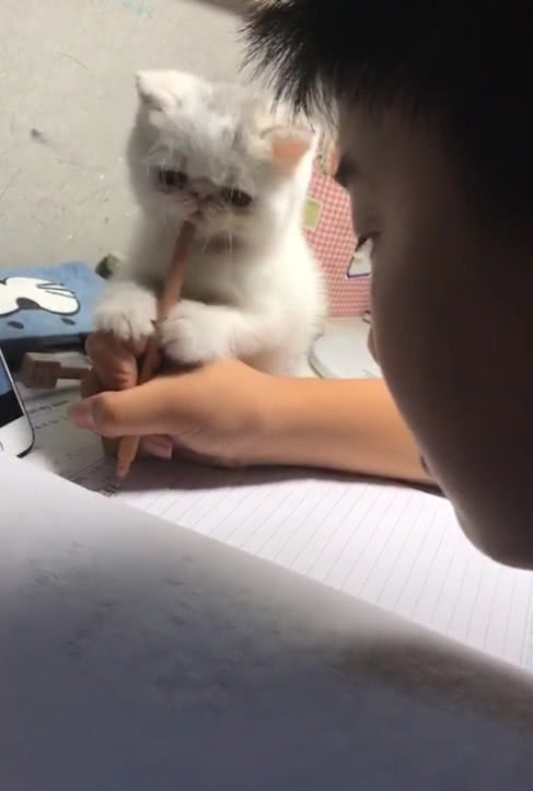 奇闻小学生在家写作业，猫咪站在旁边陪着，接下来的动作笑喷了